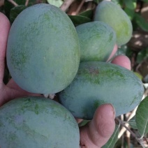菲油果大苗斐济果大苗费约果带杯苗挂果快成活率高
