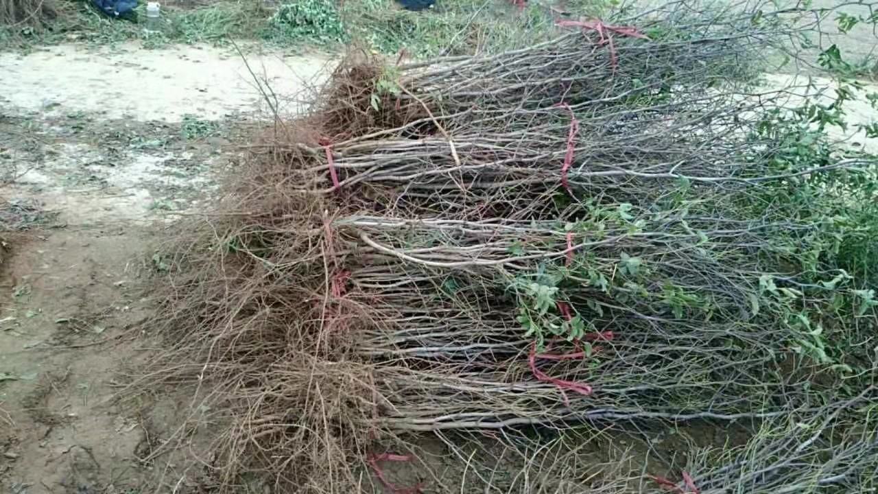 枣树冬季修剪示意图