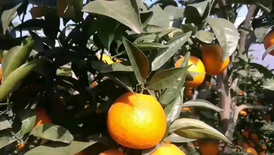 农户采摘融安滑皮金柑特写场景