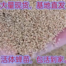 养殖金蝉活体知了猴幼苗爬叉蝉蚁金蝉种子种苗现货热销推荐