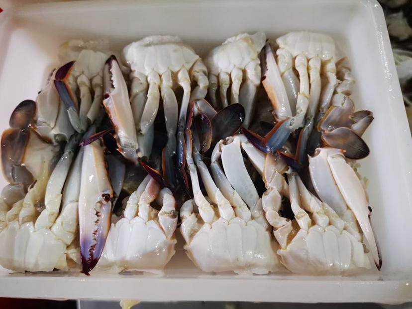 远海梭子蟹特写