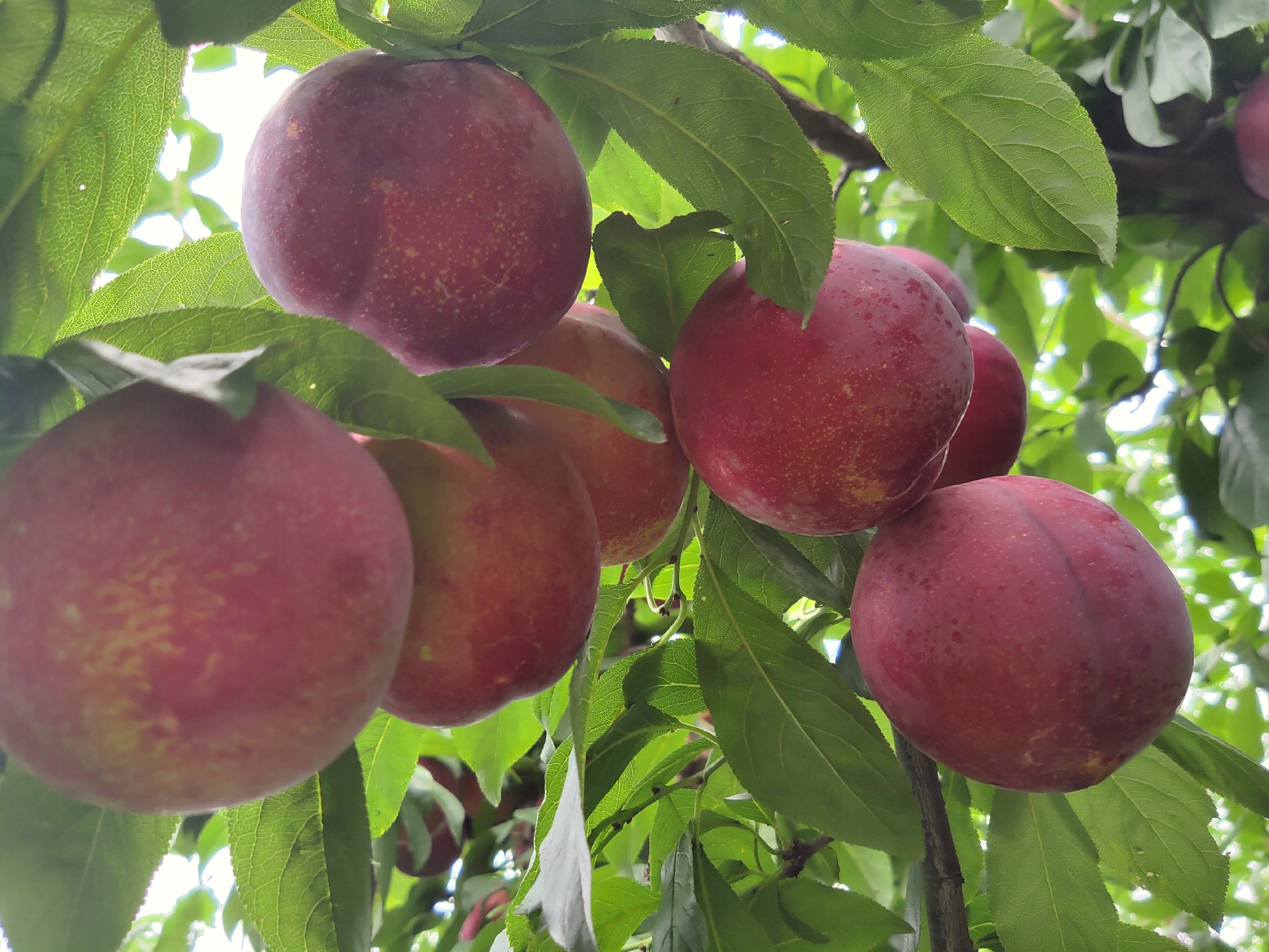李子果园中成熟的果实挂满枝头,阳光透过树叶洒在果皮上 李子果园