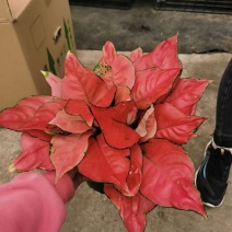 红颜多个规格有货2株苗3株苗加仑盆，基地直发，实物实拍图