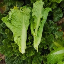 天然新鲜菜苔现货秒发欢迎联系