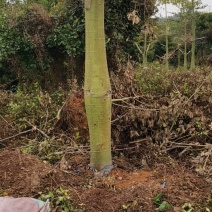 木棉树