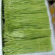 新鲜芦蒿当季新鲜芦蒿黎蒿农家自种人工采摘去根去叶现摘