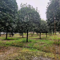 桂花工程树苗基地9-15公分桂花价格