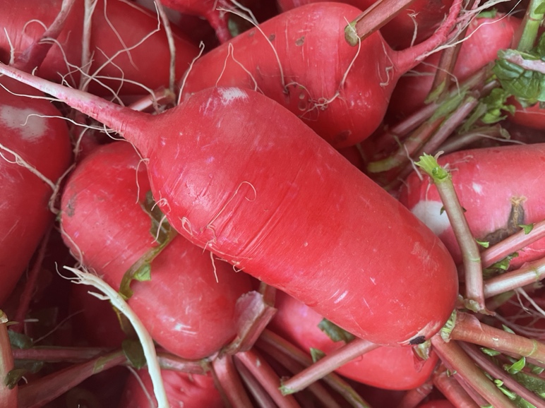 红皮萝卜皮特写