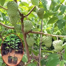 【精品】台湾凤梨释迦苗榴莲释迦苗营养杯发货