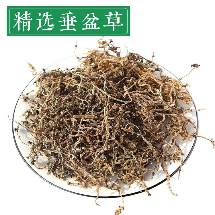 [垂盆草批发]四川成都金牛区垂盆草 50.00元/公斤垂盆草，一 _ 一亩田
