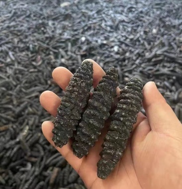 [淡干海参批发]淡干20头短刺螺纹参,足干厚肉,泡发率高,价格优势价格