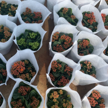 长寿花系列产品盆花