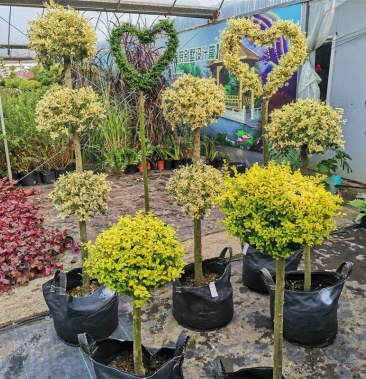 金姬小蜡棒棒糖高杆爱心花镜别墅川滇蜡树亮金小叶女贞造型