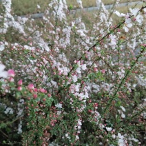 粉色雪柳钵苗，地栽苗，各种规格苗子供应充足，可定制。