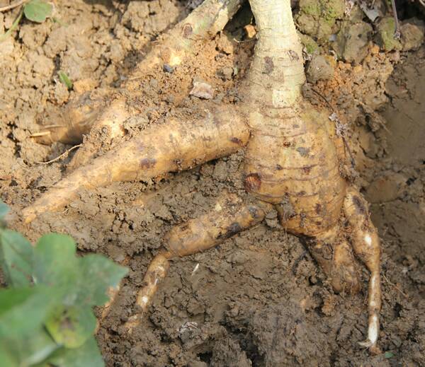 粉葛整体外观特写