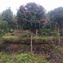 茶花