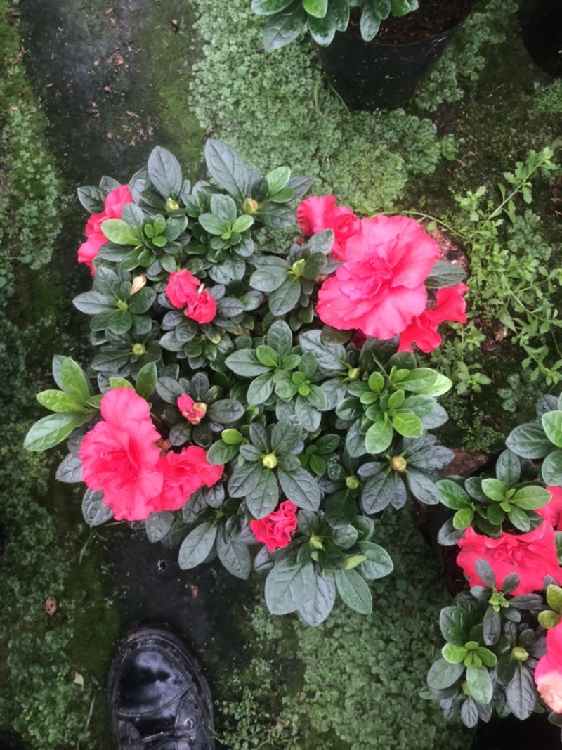 [杜鹃花盆景批发]福建龙岩漳平市杜鹃花盆景 3.