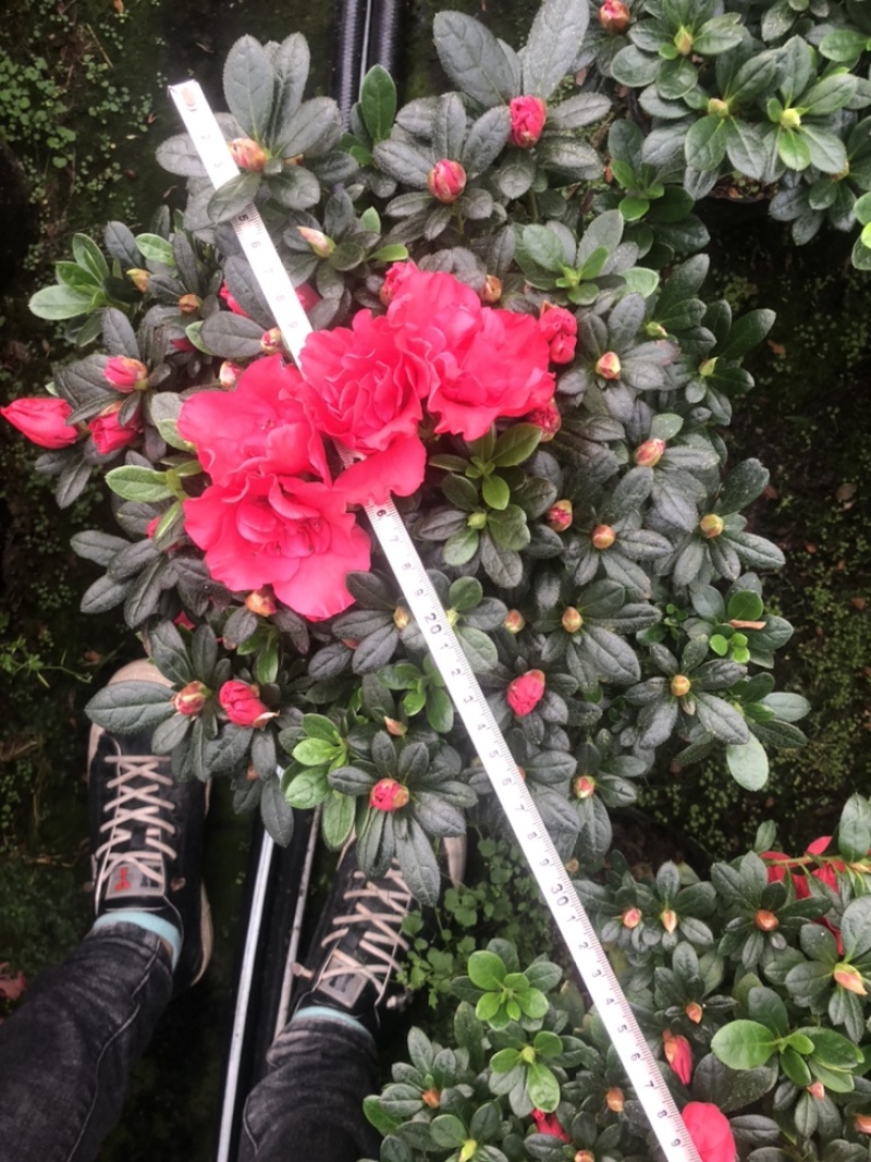 [杜鹃花盆景批发]福建龙岩漳平市杜鹃花盆景 3.