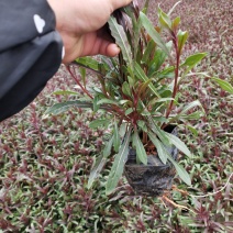 千鸟花杯苗，25公分高宿根花，千岛花云南山桃草