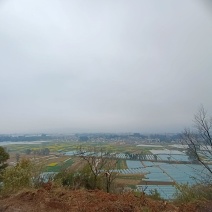 云南昆明市雪榕金针菇