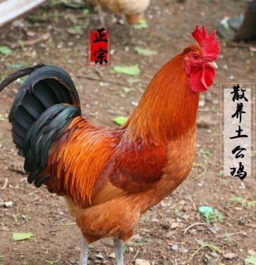 广西原生态放养土鸡散养老公鸡阉鸡大坡飞鸡土香鸡