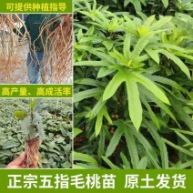 广西五指毛桃苗五指毛桃树苗南方庭院种植苗好种易活带土