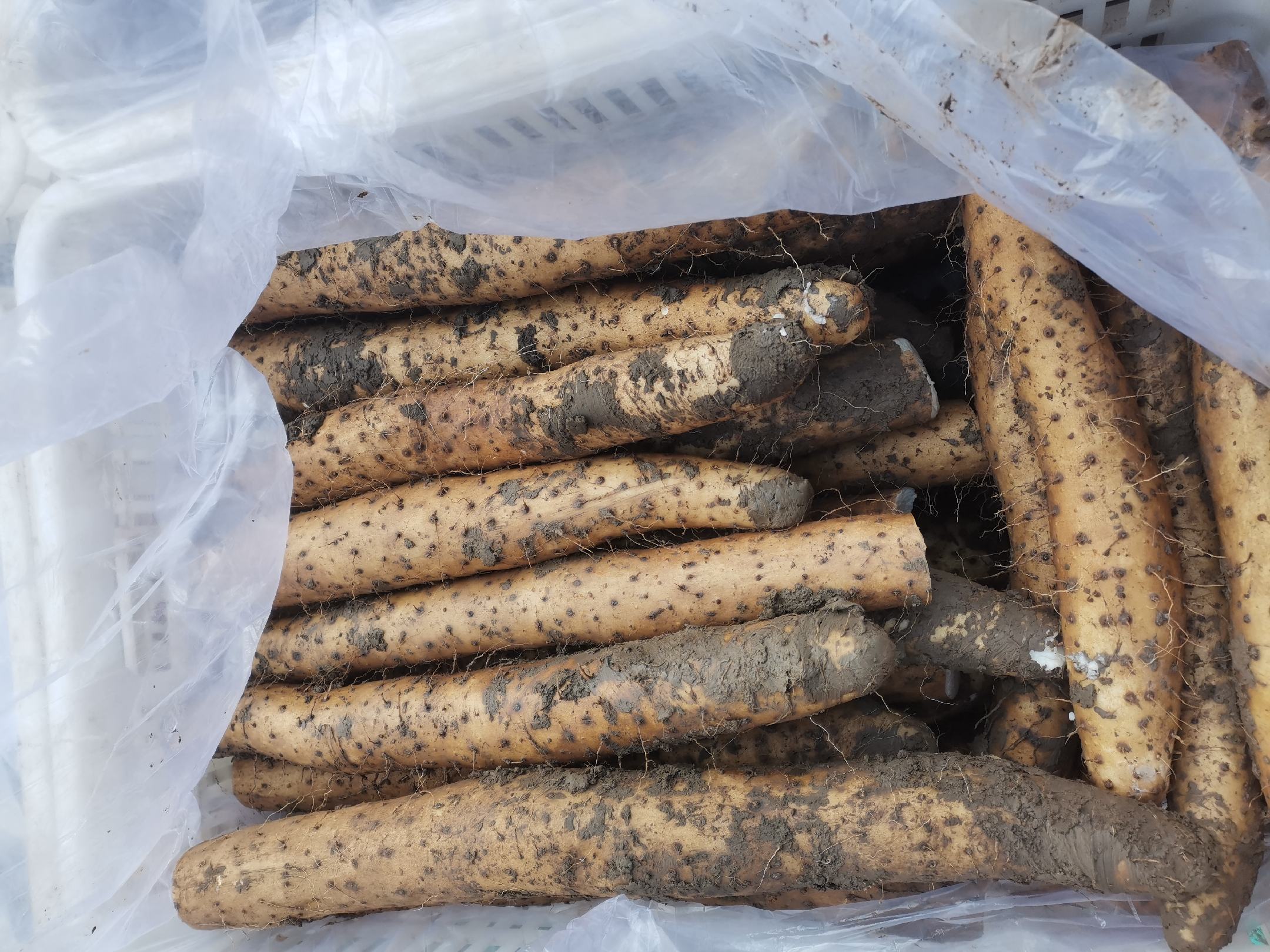 怀山药糯性品系新鲜块茎特写：表皮浅褐色带细密须根痕，断面纯白致密无褐点，表面渗出透明黏液