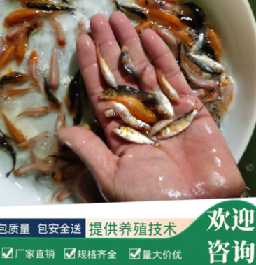 [锦鲤鱼苗批发]锦鲤鱼苗 包质,包量,包安全到达 提供水花价格0.