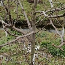 梨树