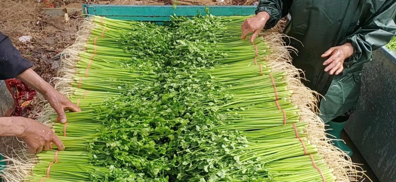 清晨的长白山林区,几位身穿防寒外套的当地农民正在山坡上手工采摘山芹菜,他们使用竹篮和小刀小心割取嫩茎,避免伤及根部,周围是茂密的阔叶林和覆盖着苔藓的岩石,远处可见薄雾弥漫的山谷 长白山林区山野菜采集场景