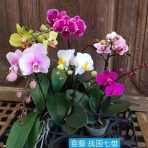 战国七雄六色混特级单梗蝴蝶兰套餐6个品种各4种