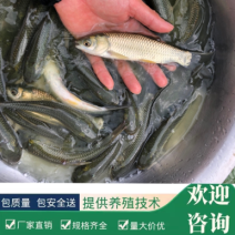 草鱼苗，容易养、防疫好、密度高、效益好、包质、包量