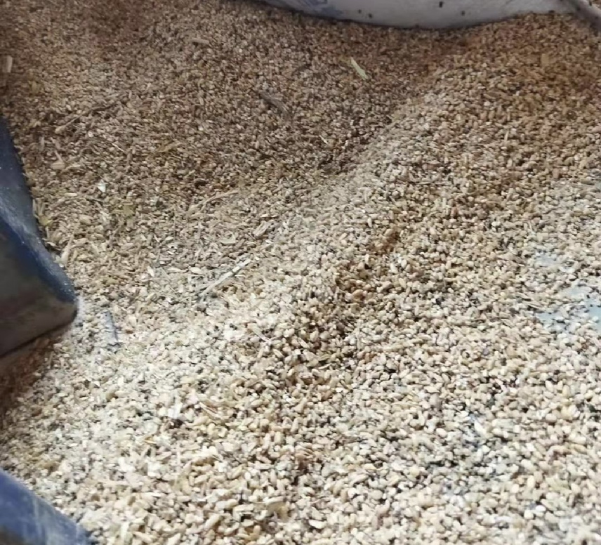 胡豆籽粒特写展示