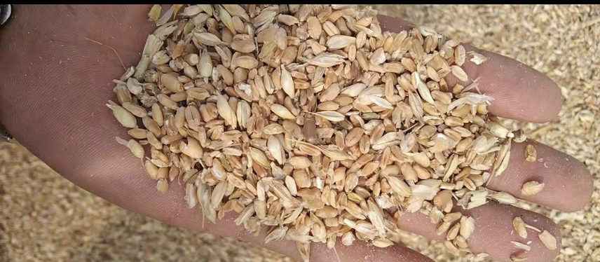 航拍视角:山东德州禹城小麦主产区,夏至前后麦田局部出现早衰穗层,农户手持竹筛进行传统风选作业,地面铺展浅黄色浮小麦,背景为饱满待收麦浪,凸显‘浮’与‘实’的自然分层现象 山东德州道地浮小麦田间采收实景