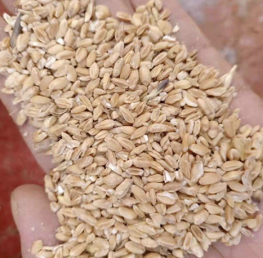 中黄13大豆种子实物图