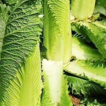 龙牙菜