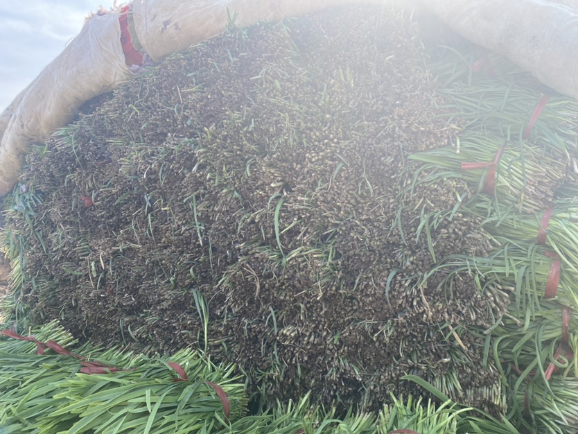 市场摊位上的新鲜韭苔与韭菜对比展示