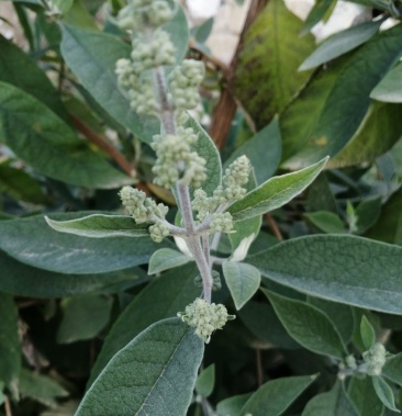 密蒙花22年新摘花野密蒙花野生染色保肝明目