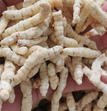 中药材草石蚕地蚕参地蚕产地直销一手货源