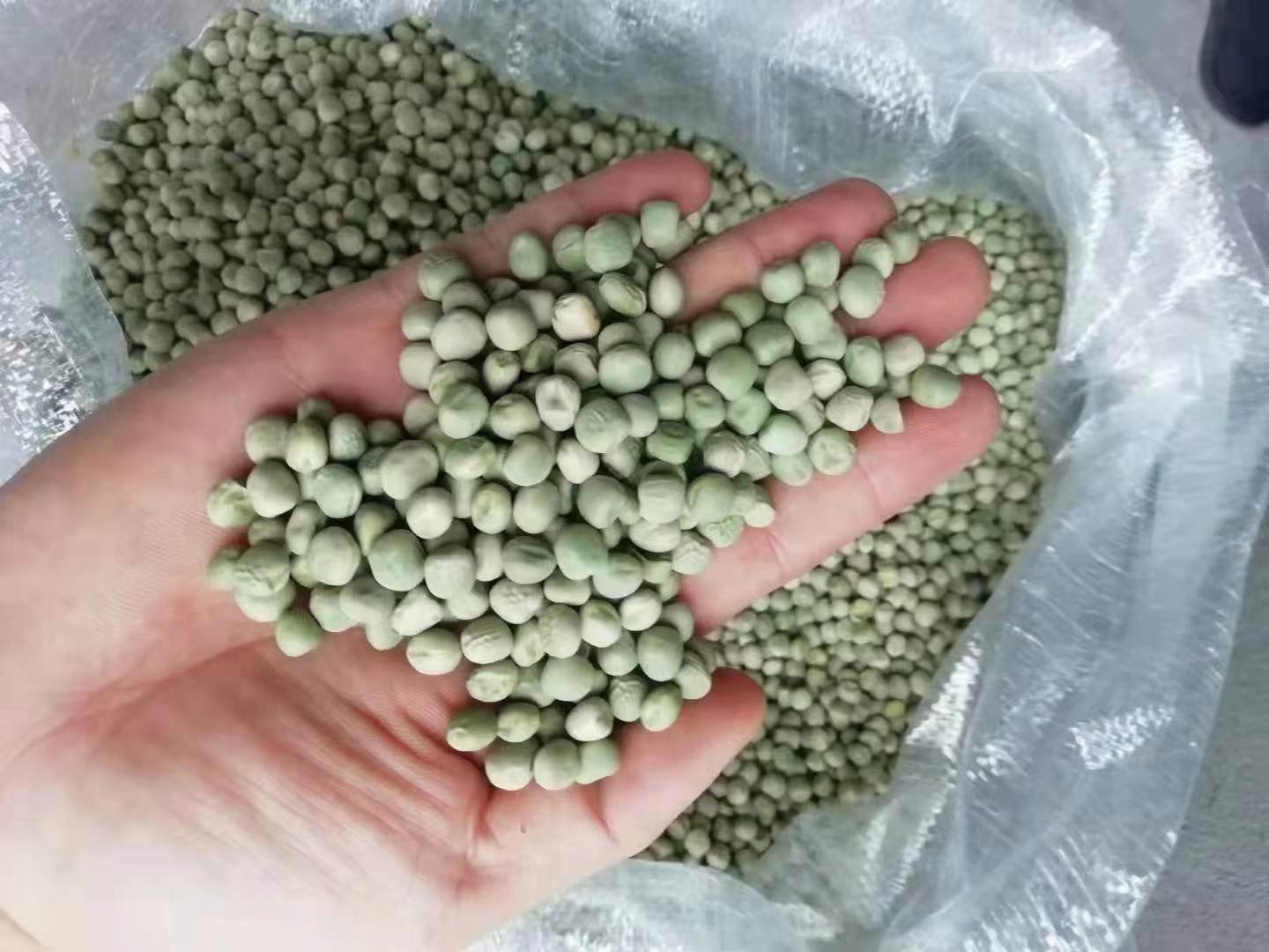 特写镜头下的发芽豌豆米,展现豌豆发芽的细节 发芽的豌豆米特写