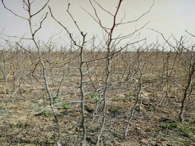 稷山板枣种植基地