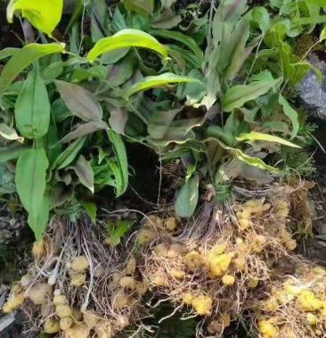 [黄精批发]黄精价格0.35元/斤 - 一亩田