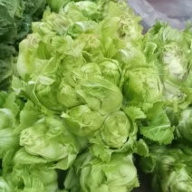 儿菜大货