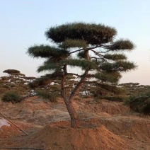精品造型松，造型油松，造型黑松，基地直发