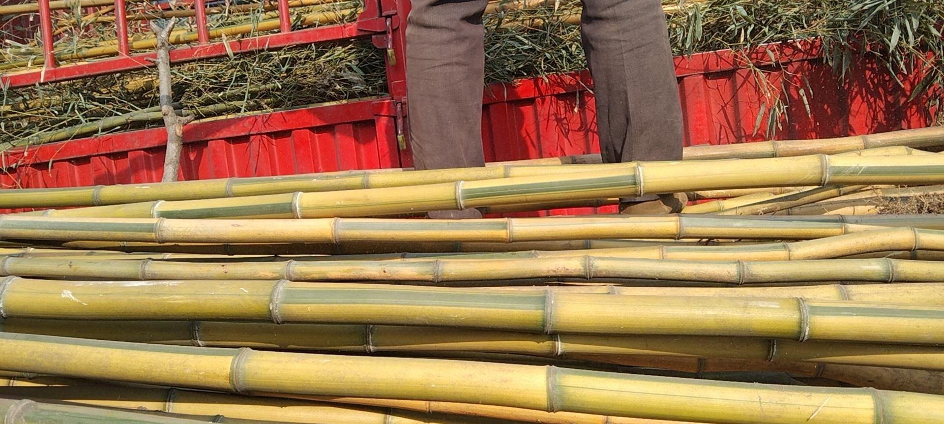 玉镶金竹子被加工成竹地板和竹家具,展示其优良的材质和纹理 玉镶金竹子加工成竹制品