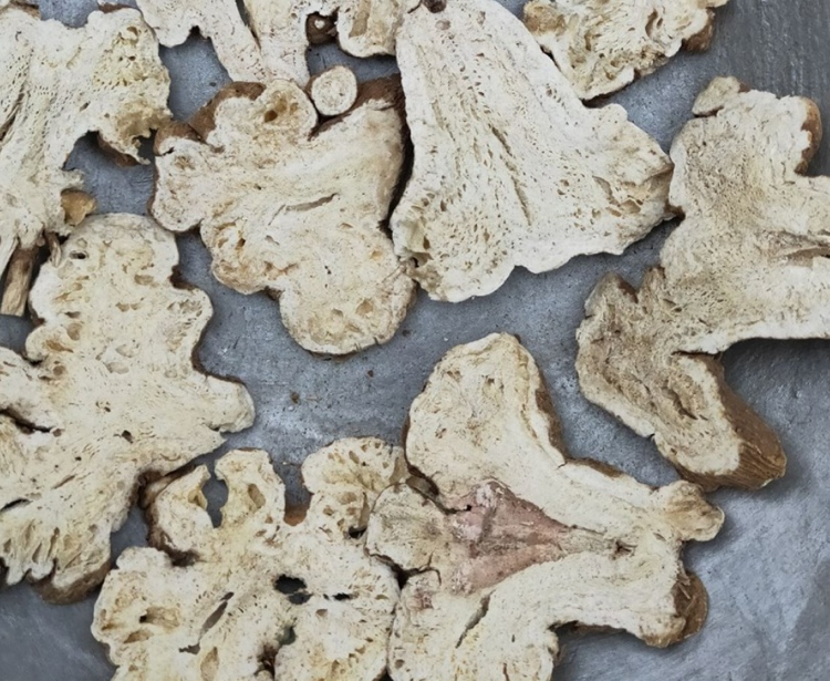 三组平行排列的中药材切片样本:第一组为浅黄色白术片,表面平整;第二组为炒白术,颜色加深为金黄色,略有膨胀;第三组为焦白术,表面呈焦褐色,局部可见微炭化斑点,整体体积略微缩小 不同炮制品对比图:白术片、炒白术、焦白术