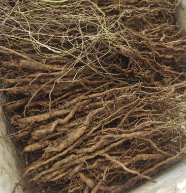 [防己苗批发]粉防己种大苗 正宗2020年药典品种免费带播种技术价格0.