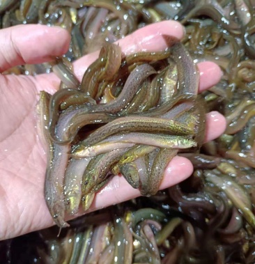 泥鳅苗台湾泥鳅苗优质良种泥鳅苗成活率高