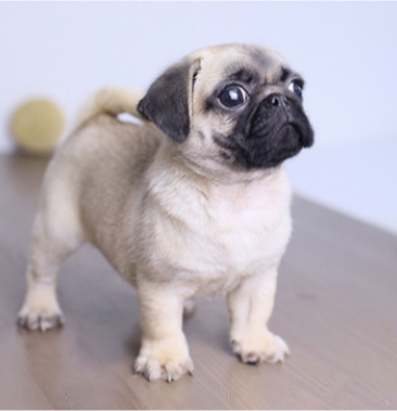 巴哥犬活体幼犬纯种犬巴哥家养短腿巴哥犬宠物狗狗活体