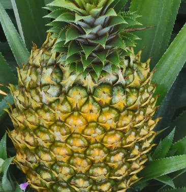 广东湛江徐闻巴厘菠萝日供60000斤以上欢迎来电订购